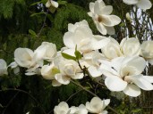 бургунди - копия4